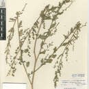 Image of Chenopodium berlandieri var. zschackei (J. Murr) J. Murr