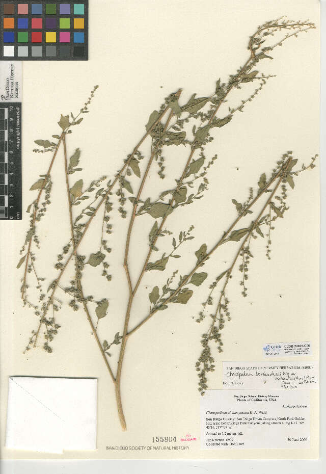 Image of Chenopodium berlandieri var. zschackei (J. Murr) J. Murr