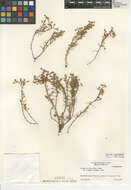 Spergula villosa Persoon的圖片