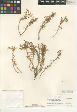 Spergula villosa Persoon的圖片