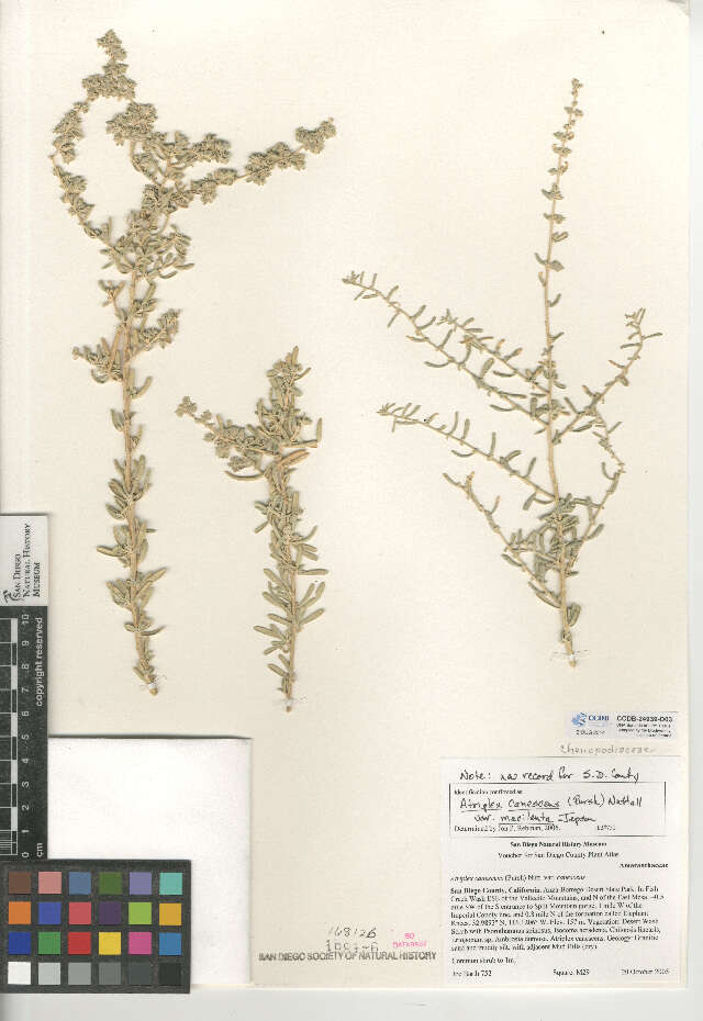 Image of fourwing saltbush