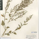 Plancia ëd Chenopodium berlandieri var. sinuatum (J. Murr) H. A. Wahl