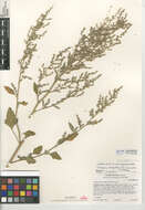 Image of pitseed goosefoot