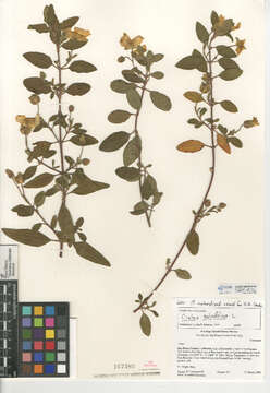 Image of salvia cistus