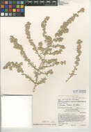 Image of thinleaf fourwing saltbush