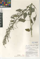 Image of Missouri lambsquarters