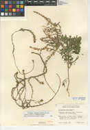 Image of cutleaf goosefoot