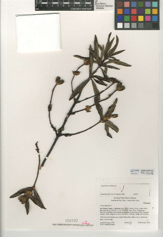 Image of common gum cistus