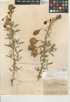 Image of Cleomella arborea var. globosa (Coville) J. C. Hall & Roalson