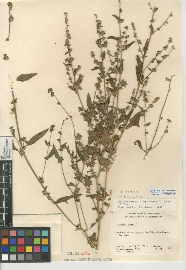 Image of hastate orache,spear-leaved orache