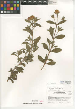 Image of Cistus creticus L.