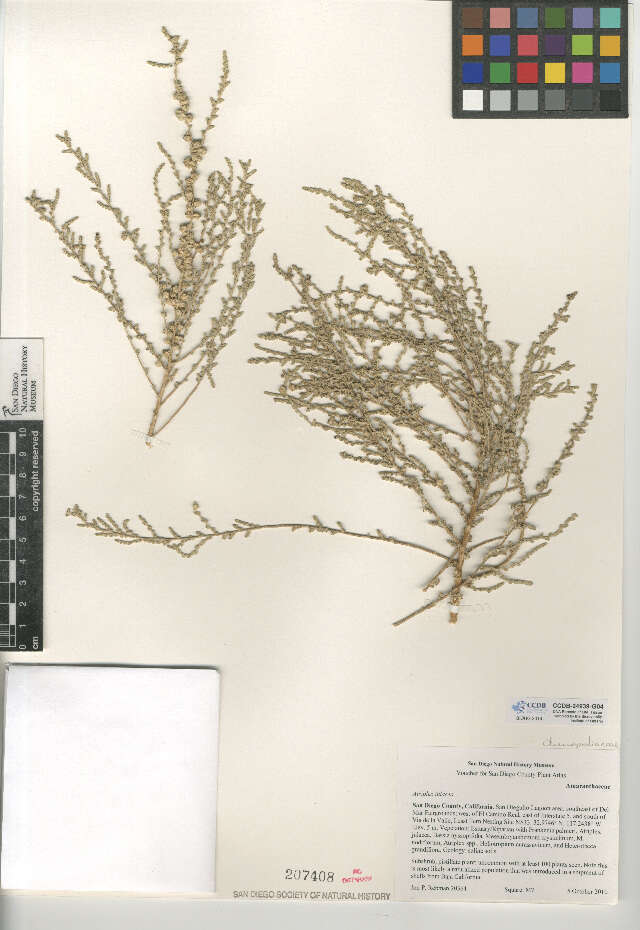 Image of Atriplex julacea S. Wats.