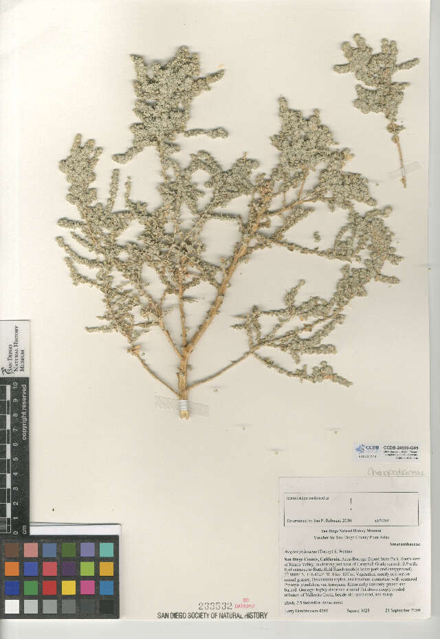 Image of Desert saltbush