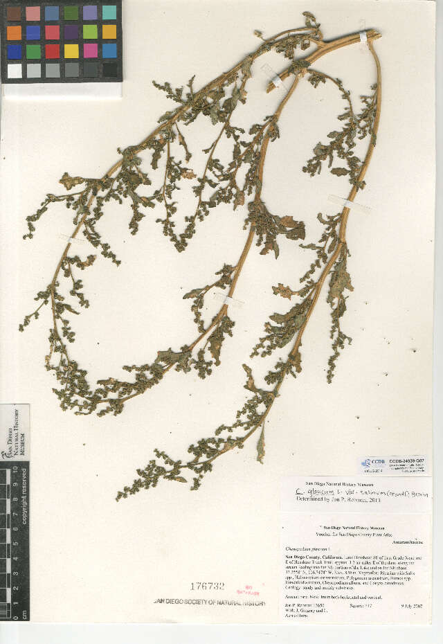 Image of Rocky Mountain goosefoot