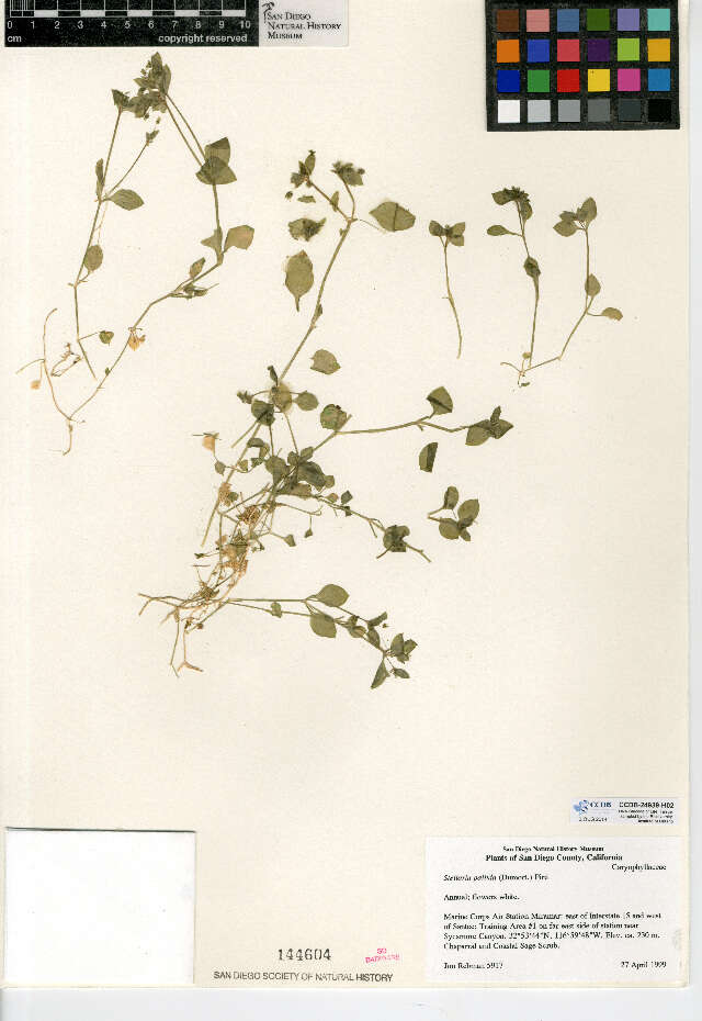 Image of Common chickweed