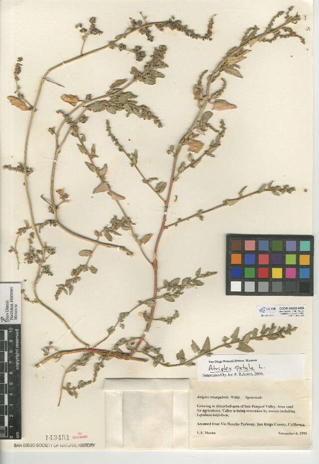 Image of spear saltbush