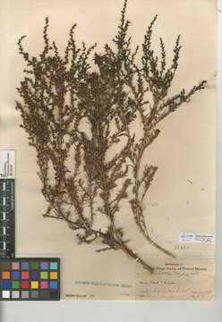 Image of Shrubby Seepweed