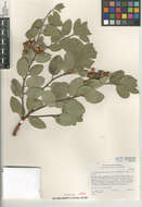 Image of Arctostaphylos glandulosa subsp. cushingiana (Eastw.) J. E. Keeley, M. C. Vasey & V. T. Parker