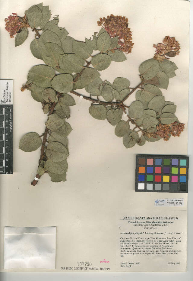 Image of pinkbracted manzanita