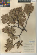 Image of greenleaf manzanita