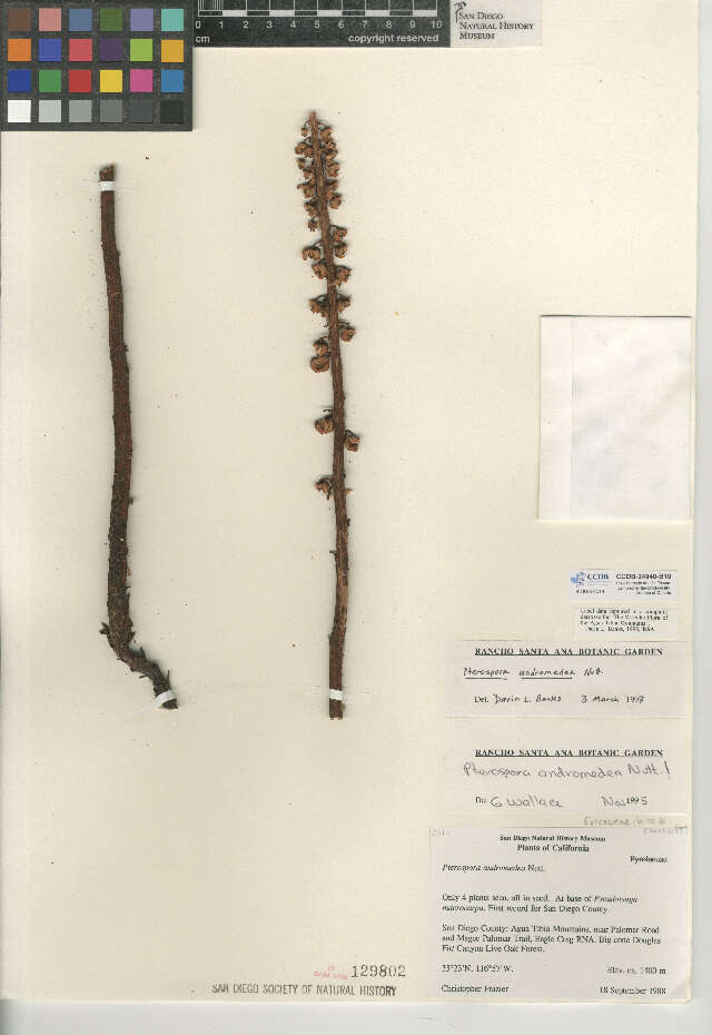 Image of Pterospora