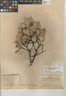 Image of Adams' manzanita