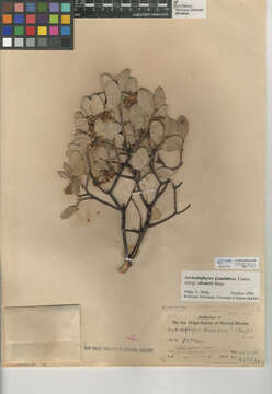 Image of Adams' manzanita