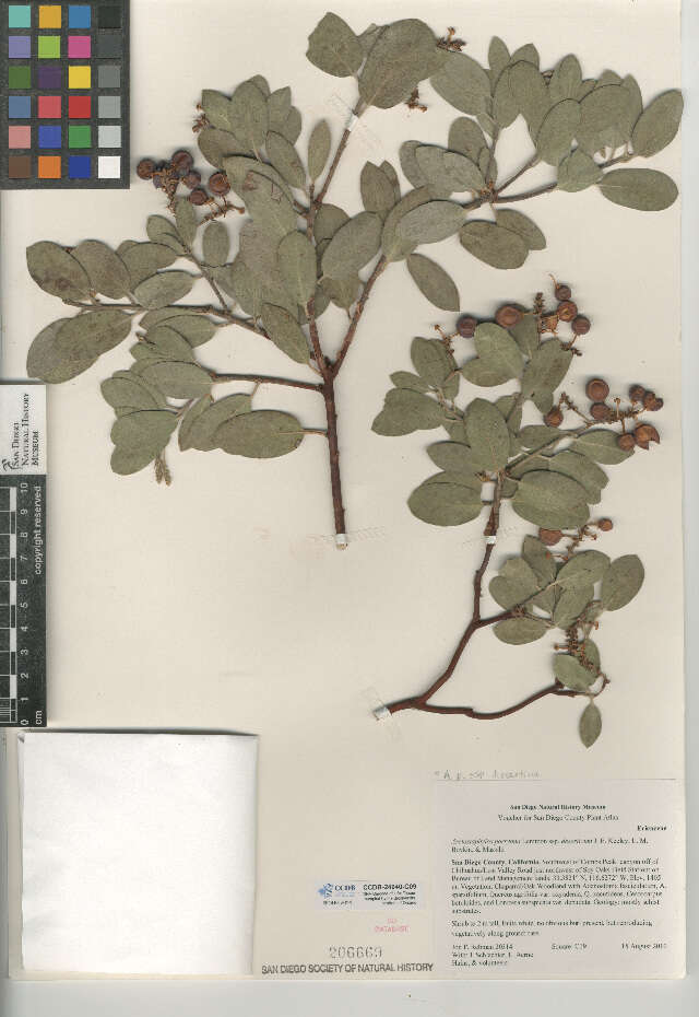 Image of <i>Arctostaphylos parryana</i> ssp. <i>desertica</i>