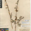 Image of Cuscuta indecora var. indecora