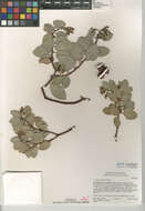 Image of bigberry manzanita