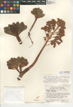 Image of Aeonium arboreum subsp. arboreum