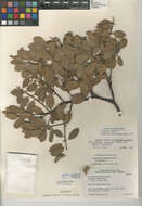 Imagem de Arctostaphylos glandulosa subsp. mollis (J. E. Adams) P. V. Wells