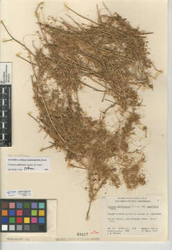 Image of chaparral dodder