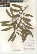 Plancia ëd Acacia melanoxylon R. Br.