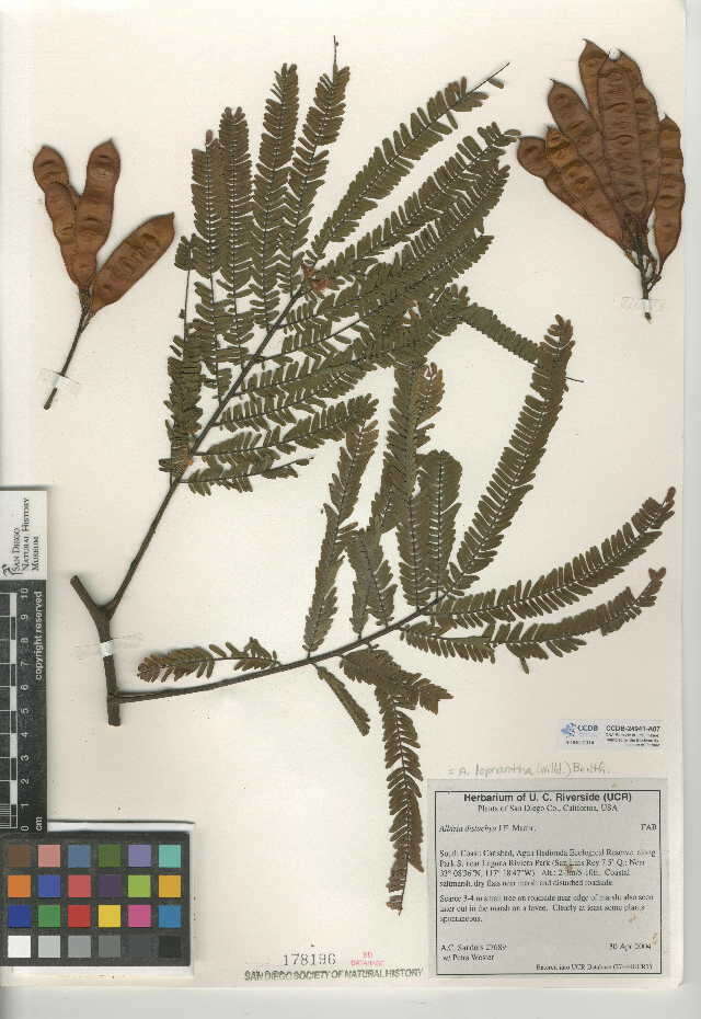 Image of plume albizia