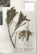 Plancia ëd Acacia mearnsii De Wild.