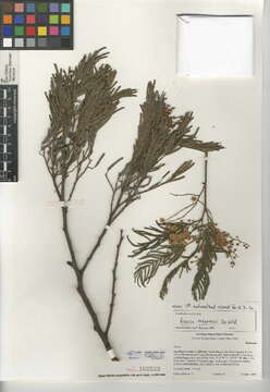 Image of black wattle