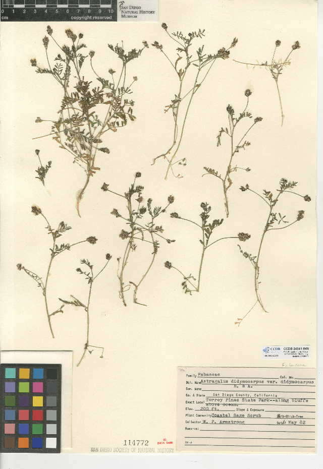 Image of Astragalus didymocarpus var. didymocarpus