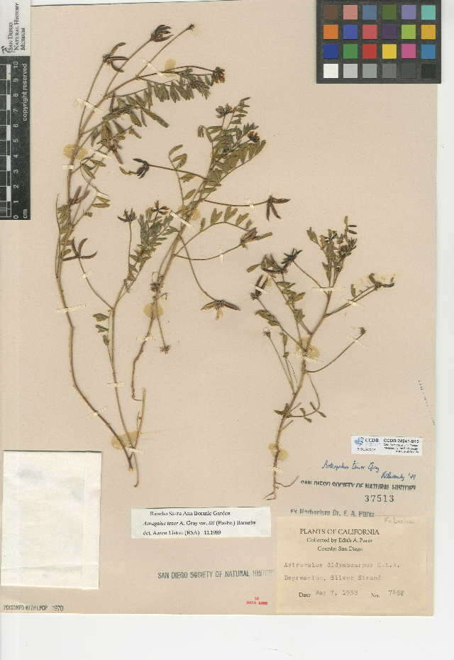 Sivun Astragalus tener var. titi (Eastw.) Barneby kuva