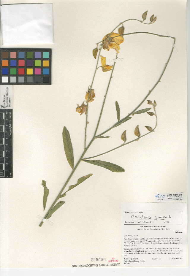 Image de Crotalaria juncea L.