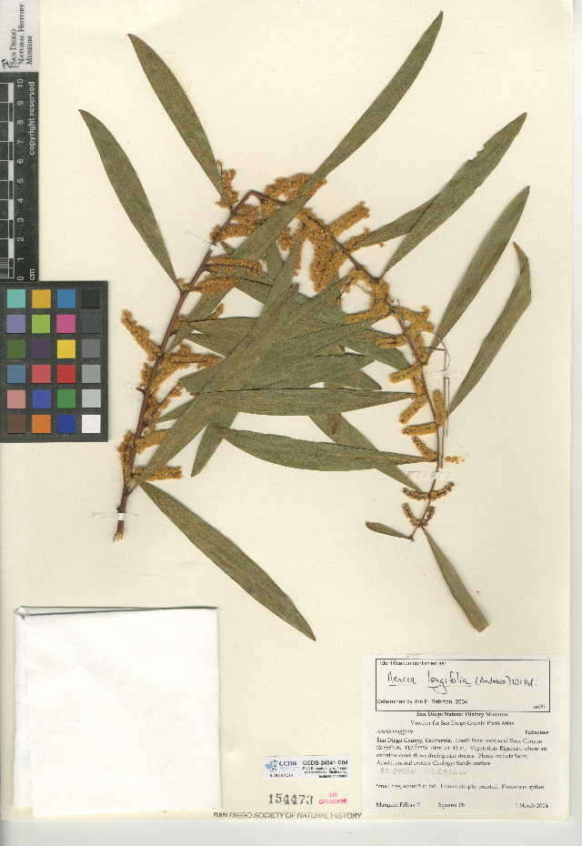Plancia ëd Acacia longifolia (Andrews) Willd.