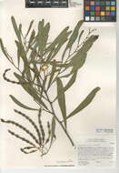 Plancia ëd Acacia saligna (Labill.) H. L. Wendl.