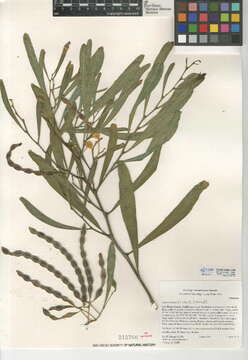 Image of orange wattle