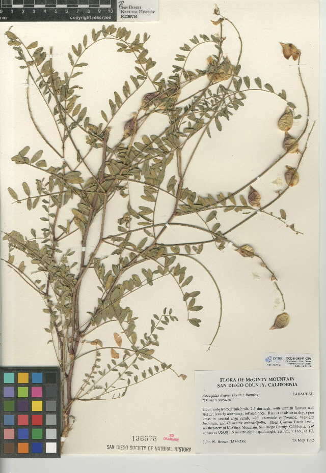 Image of Deane's milkvetch