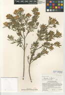 صورة Genista linifolia L.