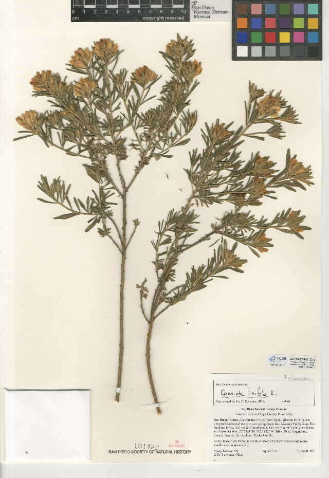 صورة Genista linifolia L.