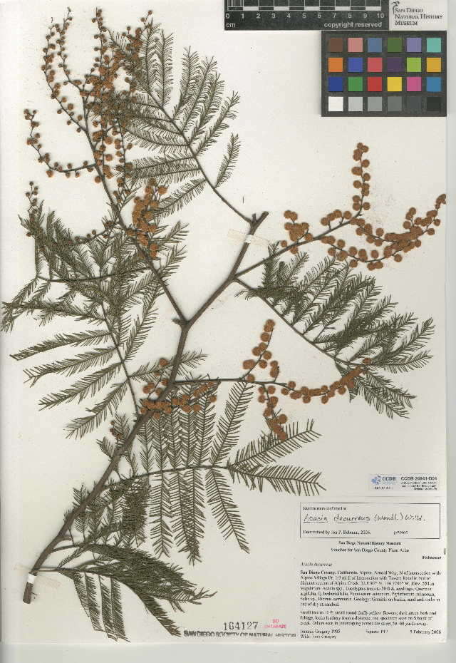 Image of green wattle