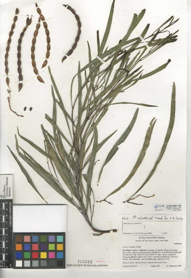 Plancia ëd Acacia retinodes Schltdl.