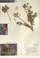 Image of Salton milkvetch