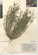 Image of <i>Astragalus gambelianus</i>
